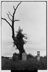 Tree at cemetery 